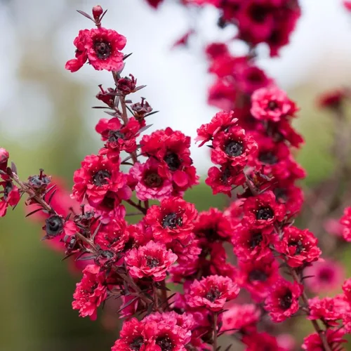 Miniatura 7 de Árbol de Manuka (Leptospermum scoparium) - Cultiva ahora o almacena para futuras plantaciones - Cápsula de 10 semillas