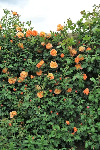 Miniatura 5 de 5 Seeds Orange Climbing Rose Rosa Bush Vine Climber Fragrant Butterfly Flower Seeds