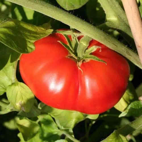 TomorrowSeeds - Semillas de tomate gigantes de carne de res - Más de 500 unidades - para plantar 2026 determinados tomates de carne de res roja