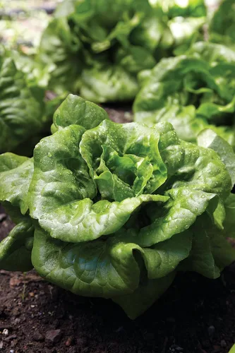 Miniatura 3 de Burpee Buttercrunch Semillas de Lechuga 500 semillas