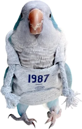 Ropa para pájaros, sudadera vintage de algodón hecha a mano con capucha con cordón, chaleco de traje de vuelo para loros, grises africanos,