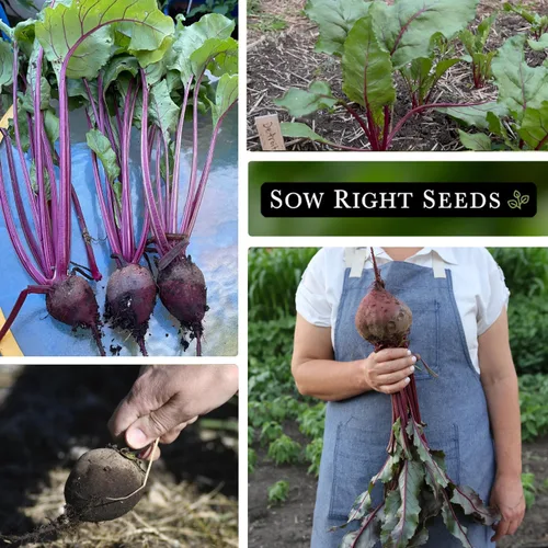 Miniatura 4 de Sow Right Seeds - Semillas de remolacha rojo oscuro Detroit para plantar - Variedad de reliquia sin OMG - Remolacha para plantar al aire libre