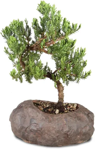 Brussel's Bonsai - Árbol bonsai de enebro montículo verde, para exterior, mediano, 5 años, de 15 a 25 cm de altura, incluye maceta de roca para