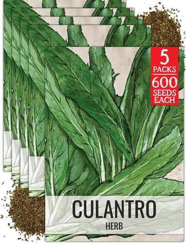 Miniatura 16 de Seed Needs Semillas de culantro para plantar cilantro mexicano, reliquia sin OMG y hierbas culinarias/medicinales no tratadas para cultivar un
