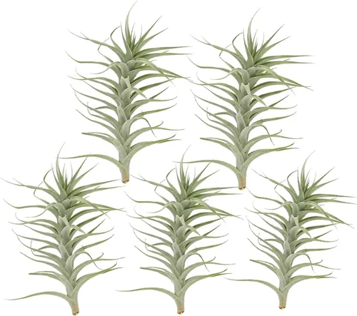 Miniatura 29 de ragnaroc Planta de Aire Viva – Tillandsia Capiput, Jumbo 6-9” - 2 unidades - Llegada Viva Garantizada - Plantas de Casa para Decoración del Hogar