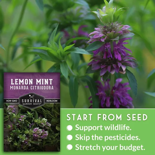 Miniatura 5 de Semillas de limón y menta para plantar (Monarda Citriodora) Bálsamo de abeja de limón/menta de caballo, hierbas medicinales y plantas de jardín