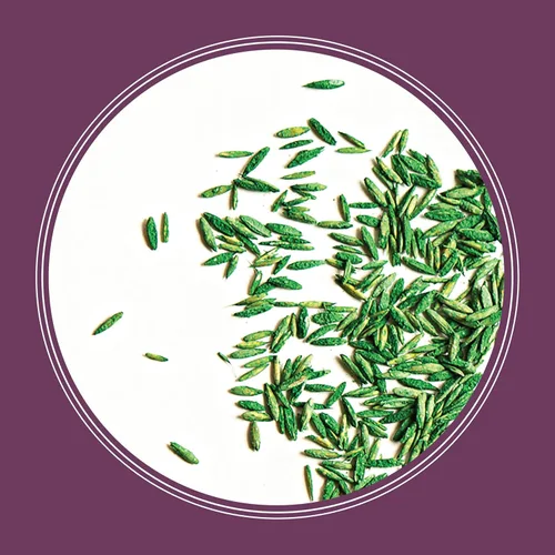 Miniatura 10 de Pennington The Rebels mix de semillas de césped Tall Fescue para zonas sombrías, 3 libras
