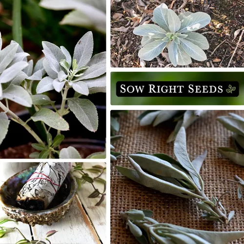 Miniatura 4 de Sow Right Seeds - Semilla de salvia blanca para plantar - Paquete de reliquia sin OMG con instrucciones para plantar y cultivar un jardín de hierbas