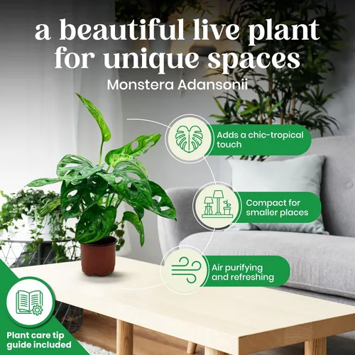 Miniatura 3 de BubbleBlooms Planta de queso suizo Monstera Adansonii, vive en una maceta de 4 pulgadas por BubbleBlooms