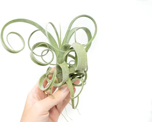 Air Plant Shop Tillandsia Curly Slim (T. Intermedia x T. Streptophylla) - Planta de aire - Suculentas - Tillandsia viva - Plantas de interior y