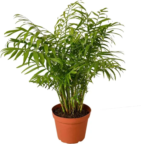 Miniatura 34 de Planta de serpiente Laurentii Sansevieria Trifasciata Planta viva para interior Diferentes plantas de interior en maceta de 4 y 6 pulgadas