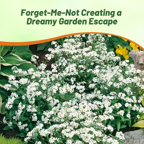 Miniatura 6 de Outsidepride White Forget Me Not Seeds - 5000 semillas de flores perennes de bajo crecimiento, auto-siembra para plantar flores blancas densas