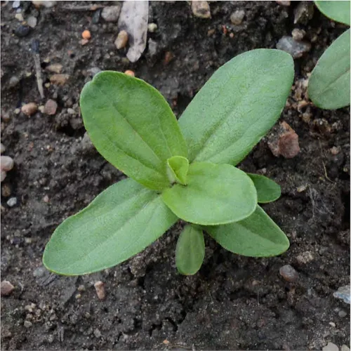Miniatura 5 de Seed Needs California Giants - Semillas de zinnia – 250 semillas tradicionales para plantar Zinnia elegans – Cultiva flores anuales polinizadas