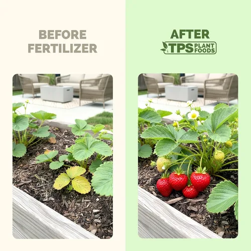 Miniatura 3 de Fertilizante de fresa: alimento líquido para plantas para una mejor floración, bayas más grandes y corredores de raíces más fuertes, 8 onzas