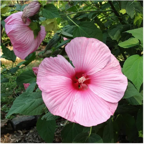 Everwilde Farms - Semillas de flores silvestres nativas de malva de pantano de 1 onza - Gold Vault
