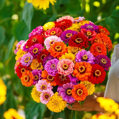 Miniatura 10 de Eden Brothers Crazy for Cosmos - Semillas mixtas de flores de cosmos para plantar, 50 lb, más de 24,000,000 semillas con Cosmos Gloria, Pinkie