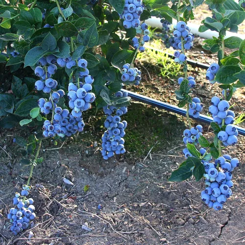 Miniatura 2 de Vaccinium corymbosum 'Bluegold' (HighBush Blueberry) Arbusto comestible, #3 - Contenedor