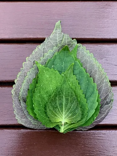 Miniatura 4 de Gaea's Blessing Semillas de Shiso coreanas (Perilla), semillas tradicionales sin OMG con instrucciones de siembra fáciles de seguir, perilla