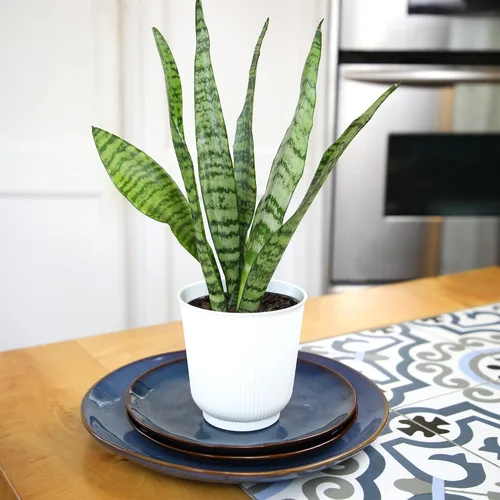 Miniatura 9 de Planta de serpiente viva, Sansevieria Zeylanica, planta de interior en maceta, planta de lengua de suegra Sansevieria viva, planta suculenta en Olla
