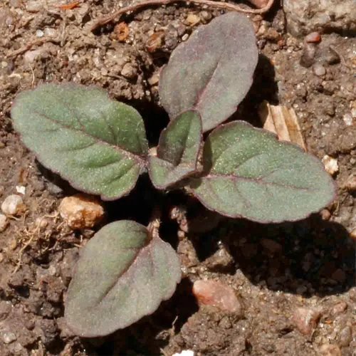 Miniatura 7 de Seed Needs Semillas de limón y menta para plantar hierbas anuales sin OMG, 1 paquete