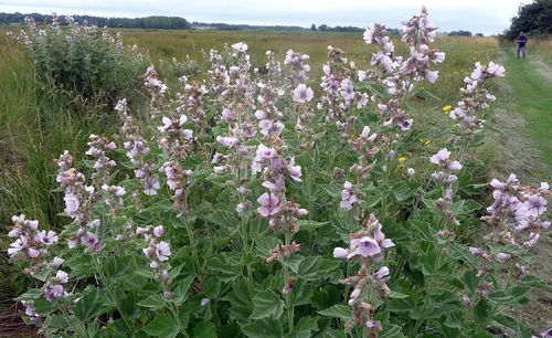 Miniatura 4 de Semillas Malvavisco Althaea officinalis No GMO Heirloom