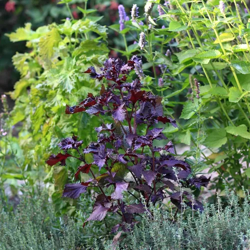 Miniatura 2 de Eden Brothers Semillas de Perilla (Shiso)