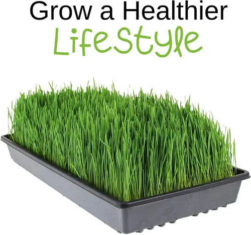 Miniatura 2 de Living Whole Foods Kit de cultivo de pasto de trigo orgánico certificado - Cultiva y jugo de hierba de trigo bandejas, semillas, tierra de coco