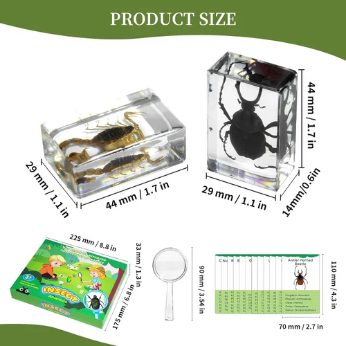Miniatura 2 de Juego de 12 especímenes de insectos, taxidermia de insectos real en muestras de resina con lupa y tarjetas de información, insectos educativos