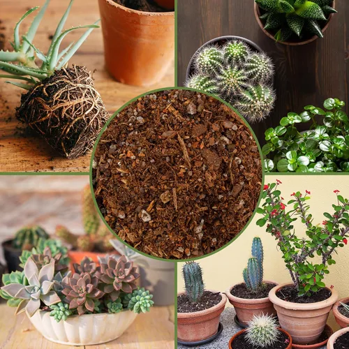 Miniatura 6 de Suelo Sunrise para Cactus y Suculentas para Macetas Mezcla Especial - Drenaje Rápido y Arenoso al Estilo del Desierto (7,57 litros)