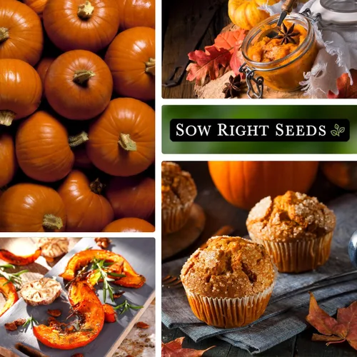 Miniatura 4 de Sow Right Seeds - Semilla pequeña de calabaza de azúcar para plantar - Paquete de reliquia sin OMG con instrucciones para plantar un huerto casero