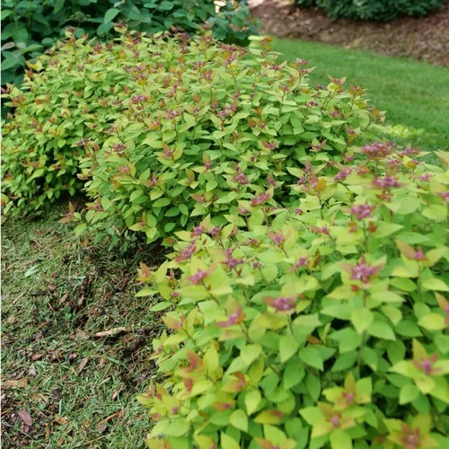 Miniatura 4 de DOUBLE PLAY® DOLLY™ - Spiraea japonica - Ganadores probados - Maceta de 4