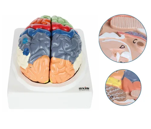 Miniatura 2 de Axis Scientific cerebro humano con regiones rotuladas, tamaño real. Incluye manual colorido del producto (idioma español no garantizado), base