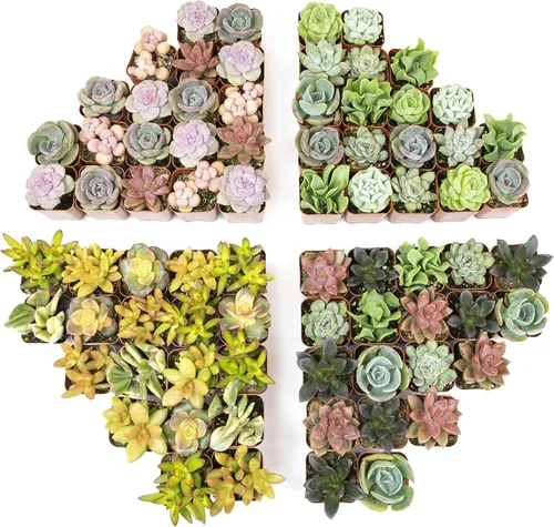 Miniatura 16 de Plantas suculentas vivas (paquete de 6) plantas suculentas en maceta, plantas vivas de interior, plantas de interior vivas, plantas
