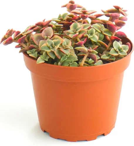 Miniatura 6 de Shop Succulents Cadena de plátanos colgantes suculentas, Senecio Radicans, planta suculenta viva de 4 pulgadas totalmente arraigada, planta