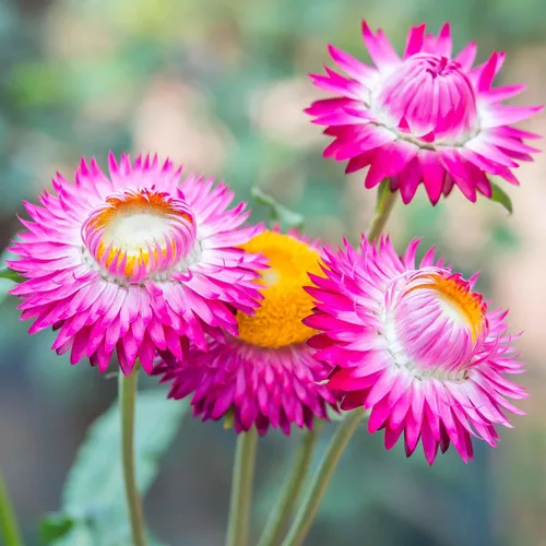 Miniatura 4 de Eden Brothers Semillas de fresa - Rosa brillante
