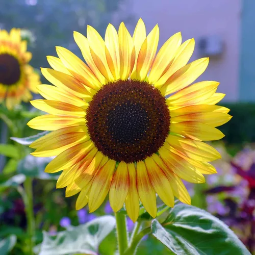 Miniatura 49 de Eden Brothers Semillas de girasol - Autumn Beauty