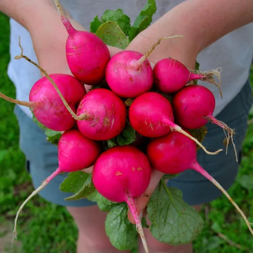 Miniatura 2 de Rábano rosa gigante alemán – 150 semillas – Variedad de reliquia y polinizada abierta, fácil de cultivar y de rápido crecimiento, semillas vegetales