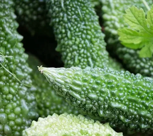 15 semillas de melón amargo: calabaza amarga reliquia, fácil de plantar (sin OGM)