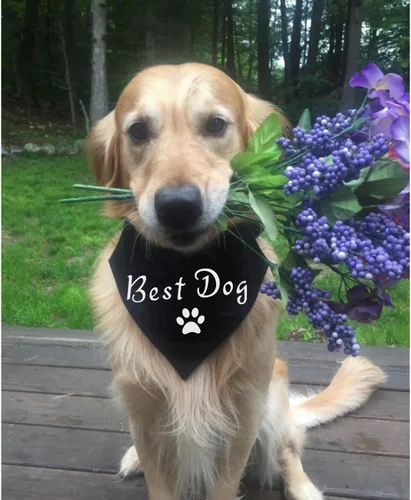 Miniatura 2 de El mejor collar de bandana de boda para perro, bandana de compromiso ajustable para mascotas con hebilla de liberación rápida y anillo en D