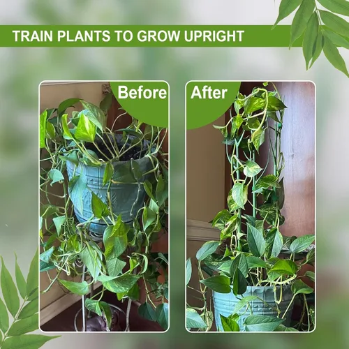 Miniatura 6 de Estacas de soporte para plantas de interior, enrejado para plantas en maceta de casa, flores, palos de soporte Monstera con clips de orquídea, lazos