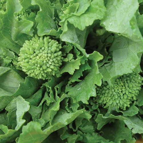 Burpee Raab Semillas de Brócoli Primavera 400 semillas