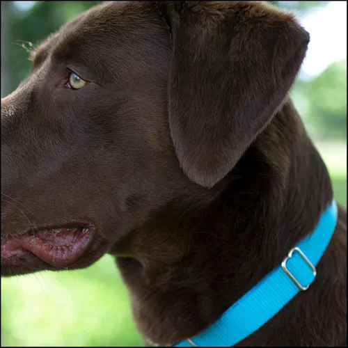 Miniatura 3 de Country Brook Petz - Collar de nailon premium para perro con hebilla de metal para razas pequeñas, medianas y grandes - Más de 10 colores geniales
