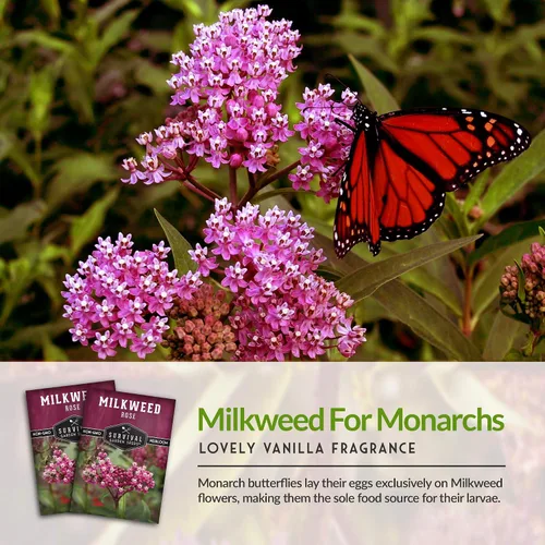 Miniatura 4 de Rose Swamp Semillas de algodoncillo para plantar, paquete con instrucciones para cultivar flores silvestres Asclepias Incarnata - Atrae mariposas