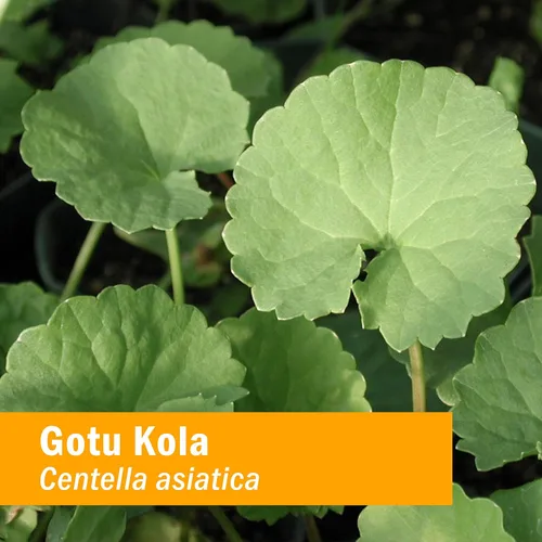 Miniatura 2 de Herb Pharm Extracto líquido de Gotu Kola orgánico certificado para apoyo del sistema musculoesquelético, 4 onzas