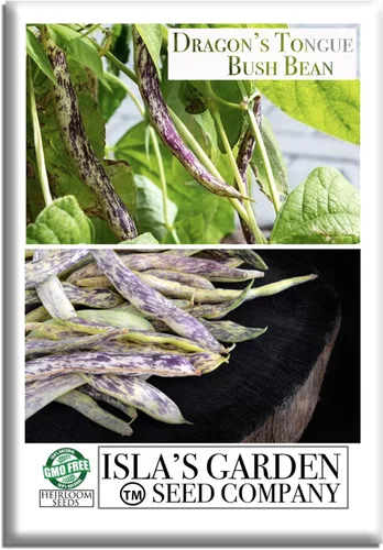 Semillas de frijol Dragon's Tongue Bush (Dragon Langerie) – Más de 25 semillas sin OMG y reliquias, Phaseolus vulgaris, cápsulas de crema coloridas