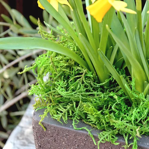 Miniatura 5 de SuperMoss Musgo forestal preservado perfecto para plantas de interior, manualidades y decoración, verde fresco, 4 onzas
