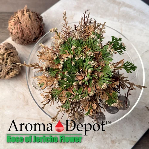 Miniatura 9 de ONE - Flor de Jericó Flor de Jericó - Planta de Resurrección Selaginella Lepidophylla Rosa Seca I Rosa Sagrada I Planta Doradilla 2.5