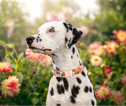 Miniatura 5 de Lionheart glory Collar de perro floral de alta calidad, collar de primavera para perro, ajustable, resistente, para perros pequeños