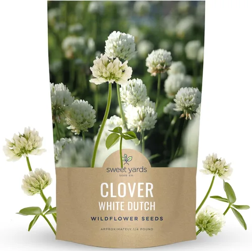 Trébol holandés blanco, bolsa a granel de 1/4 libra, 150,000 semillas de flores para plantar - Trifolium repens