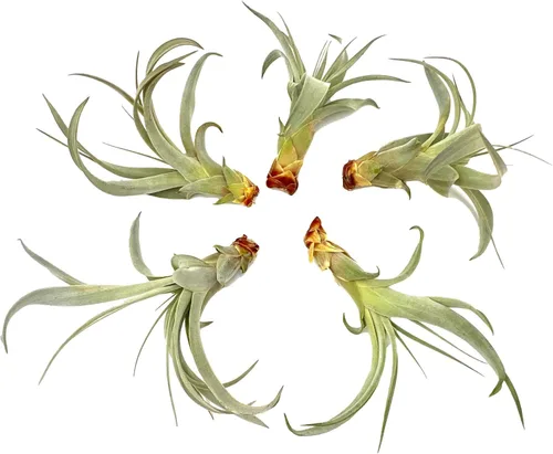 Miniatura 15 de ragnaroc Air Plants - Tillandsia Xerographica Pups, grandes 4-6 pulgadas, 2 unidades, llegada en vivo garantizada, plantas
